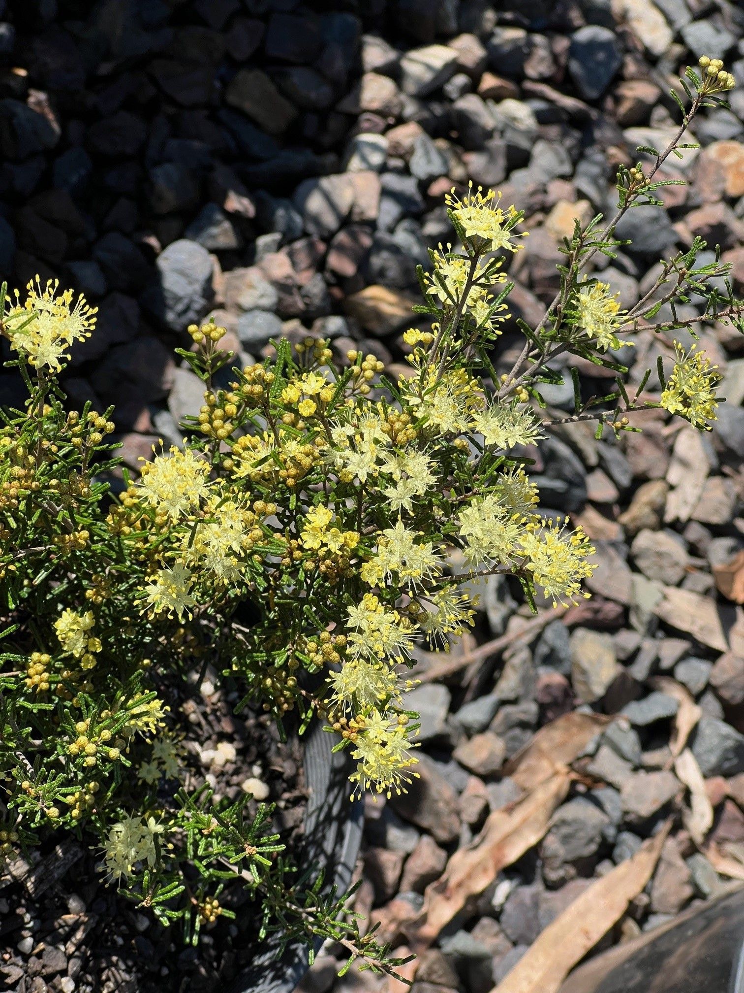 Phebalium ‘Karwarra Dwarf’