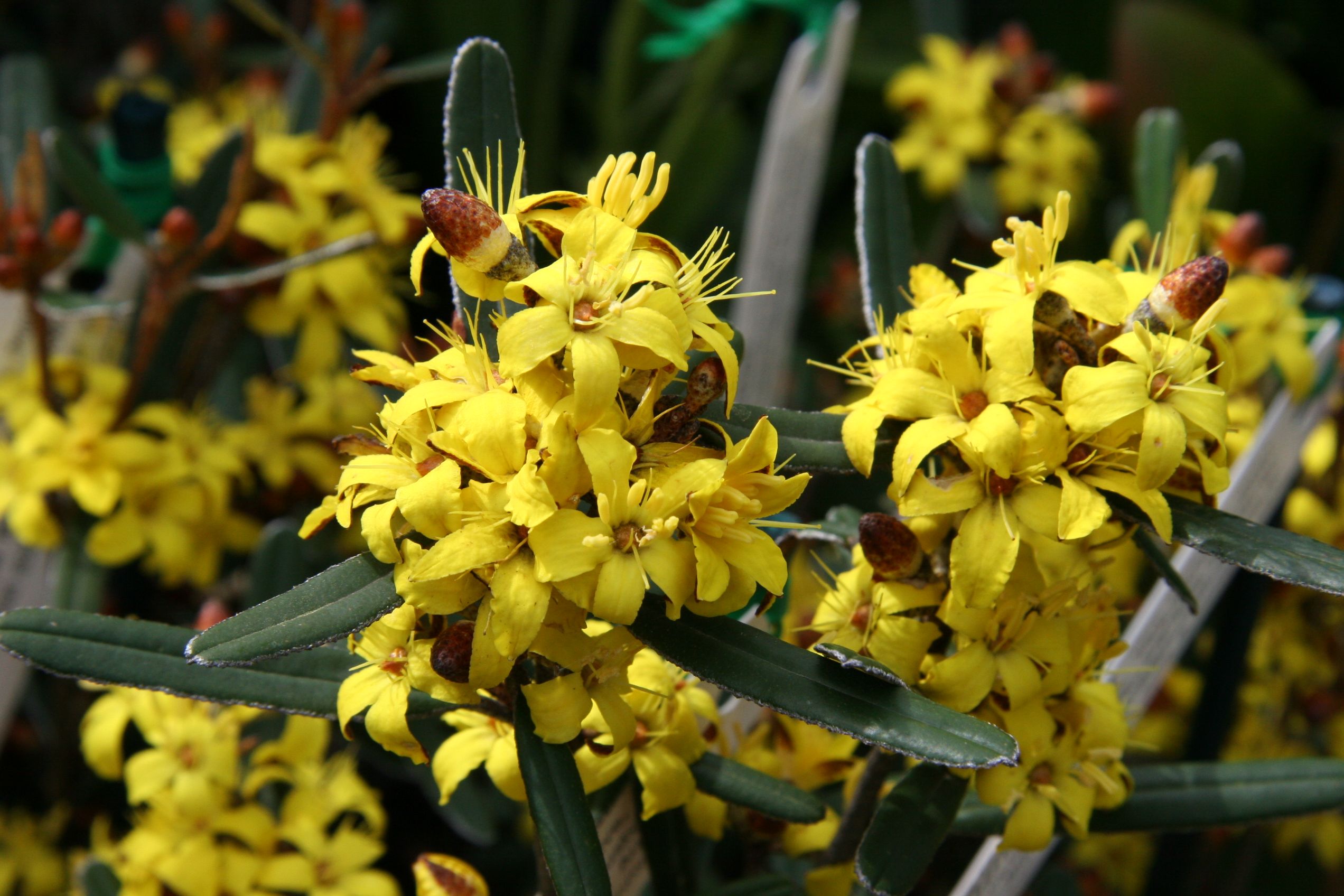 Phebalium whitei White Phebalium with white star flowers and compact aromatic form at Kuranga Native Nursery