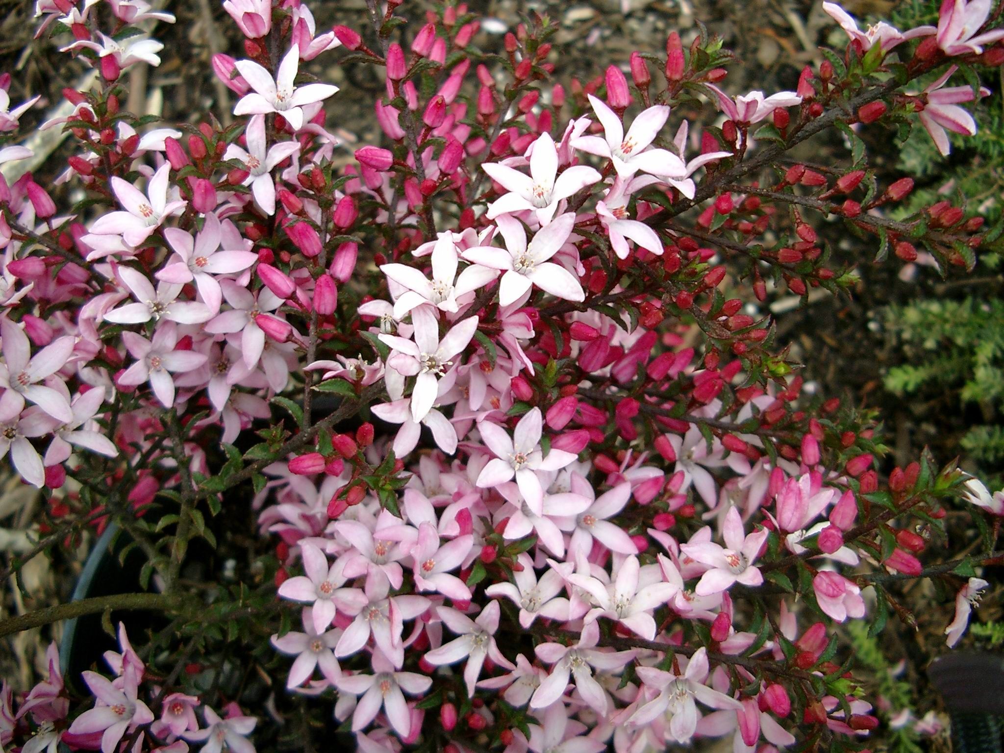 Philotheca buxifolia ‘Box-leaf Philotheca Forms’