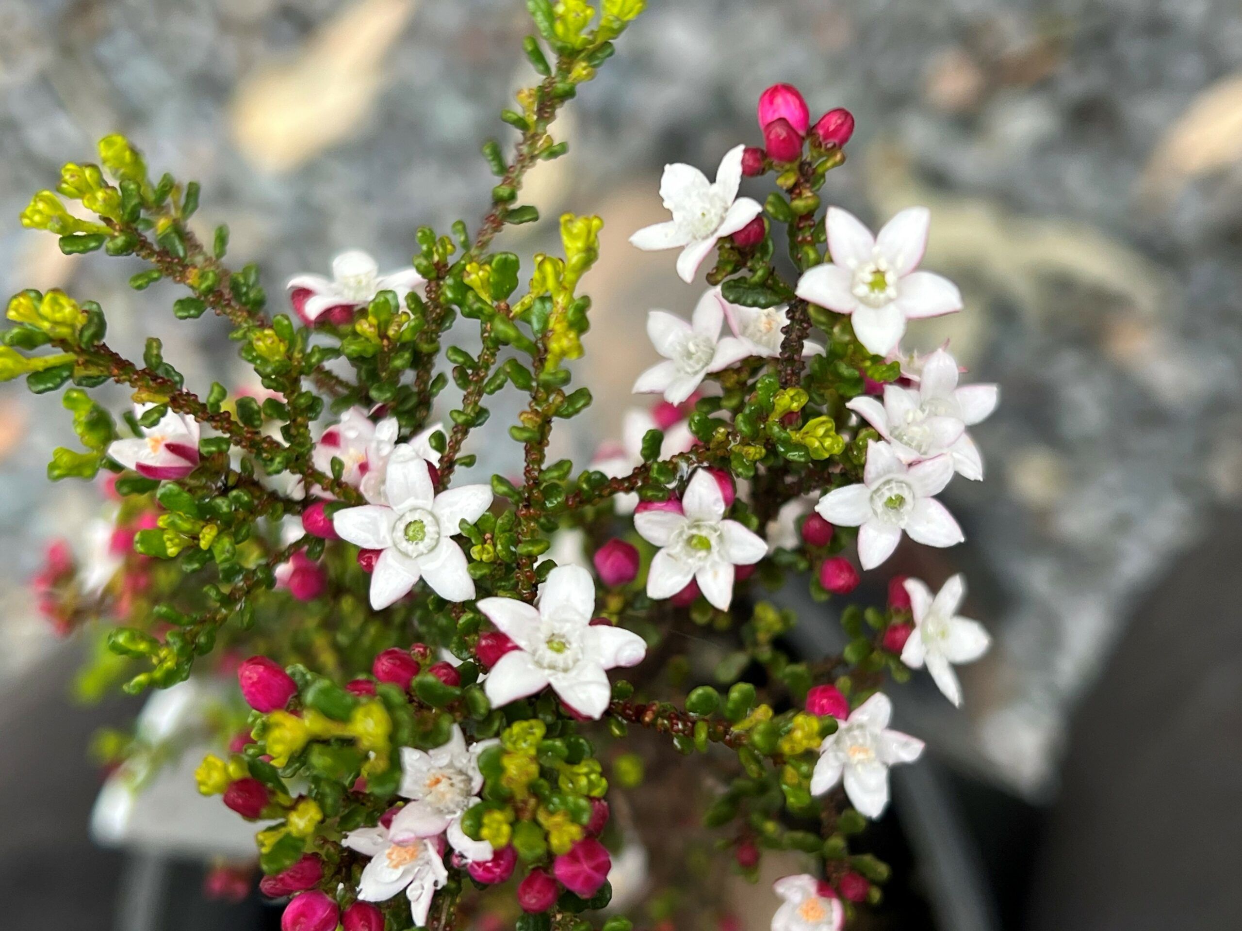 Philotheca difformis ‘Small-leaf Wax Flower’
