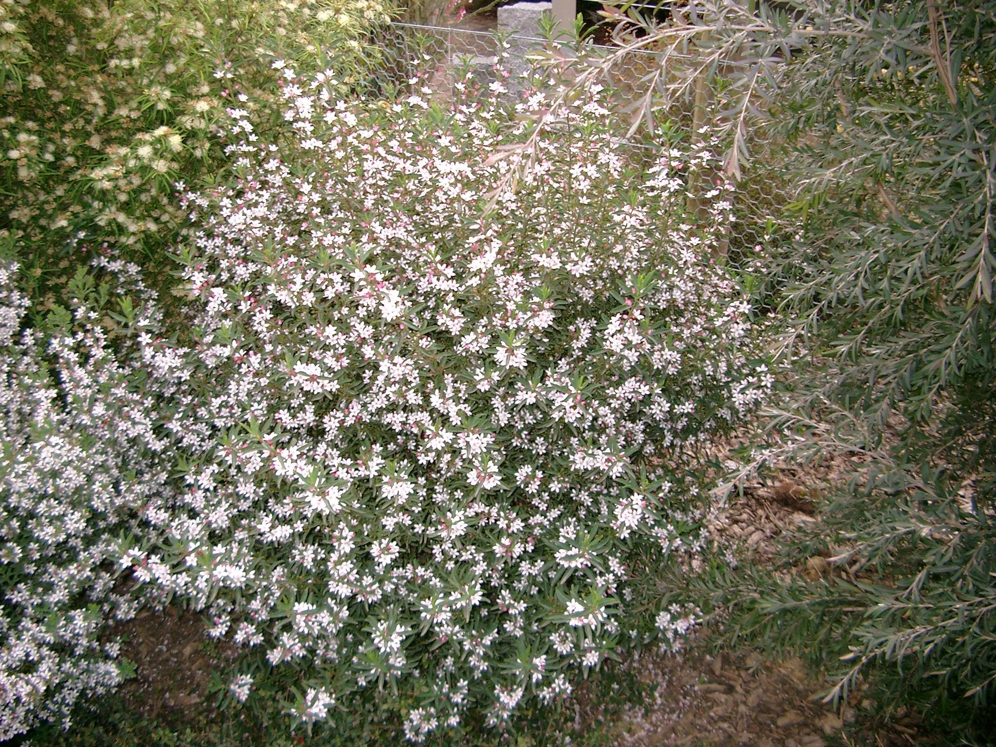 Philotheca myoporoides ‘Winter Rouge’