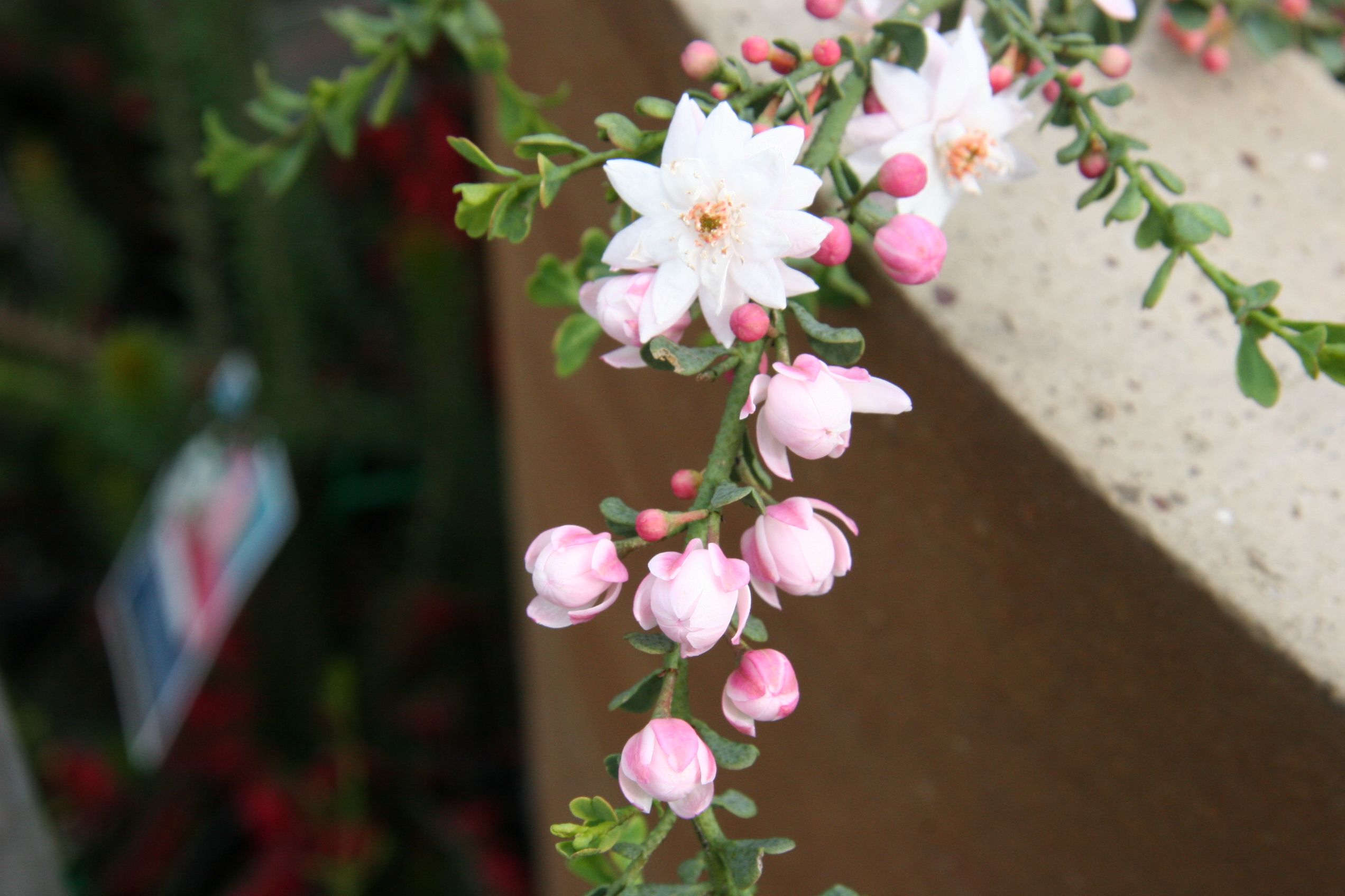 Philotheca verrucosa Double with double pink star flowers and compact form at Kuranga Native Nursery