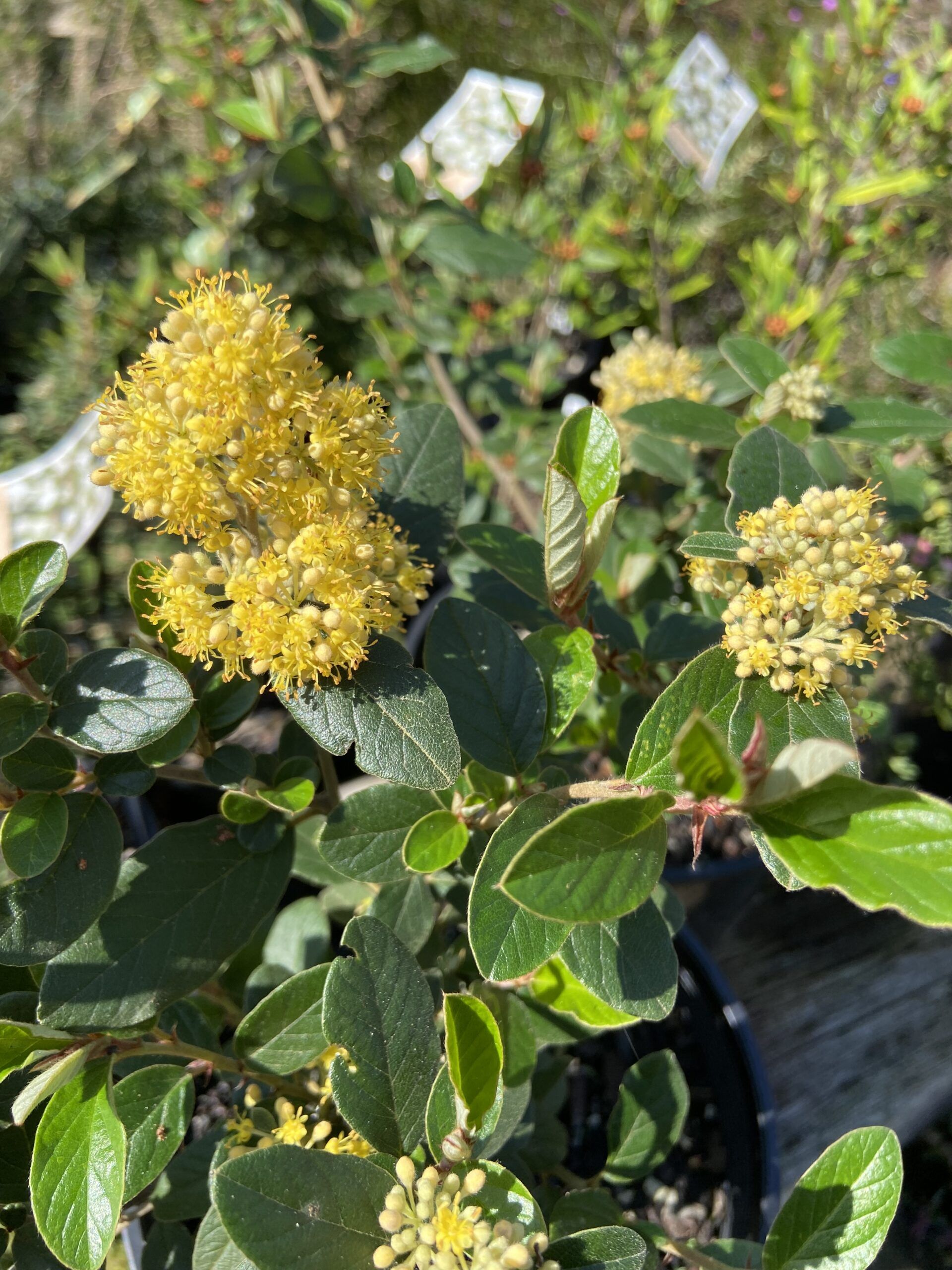 Pomaderris aurea Golden Pomaderris with golden yellow flower clusters attracting birds at Kuranga Native Nursery