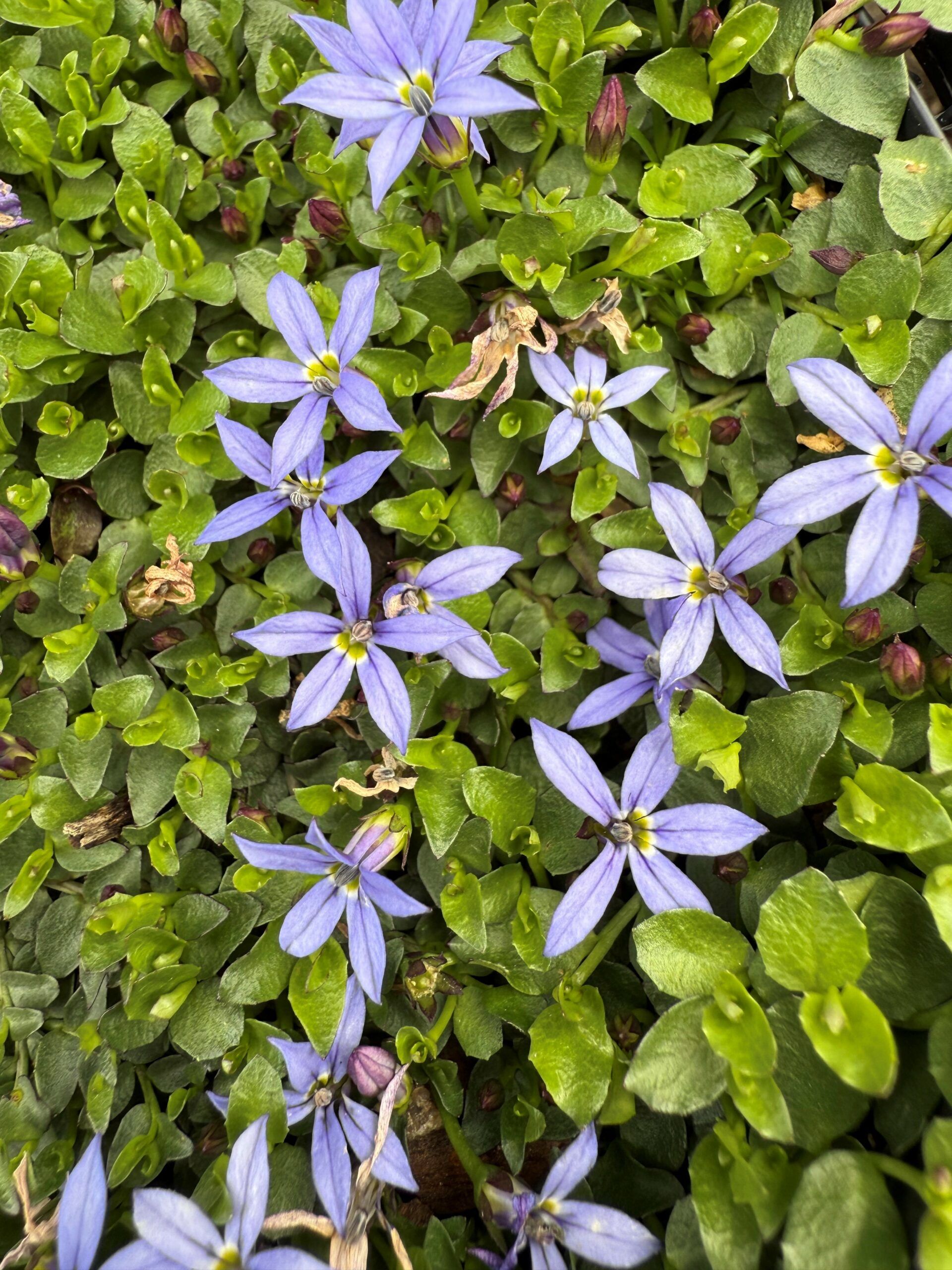 Pratia pedunculata ‘Blue’