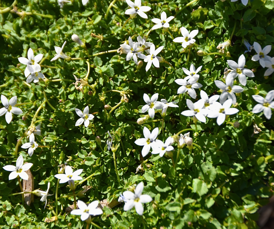 Pratia pedunculata ‘White Form’