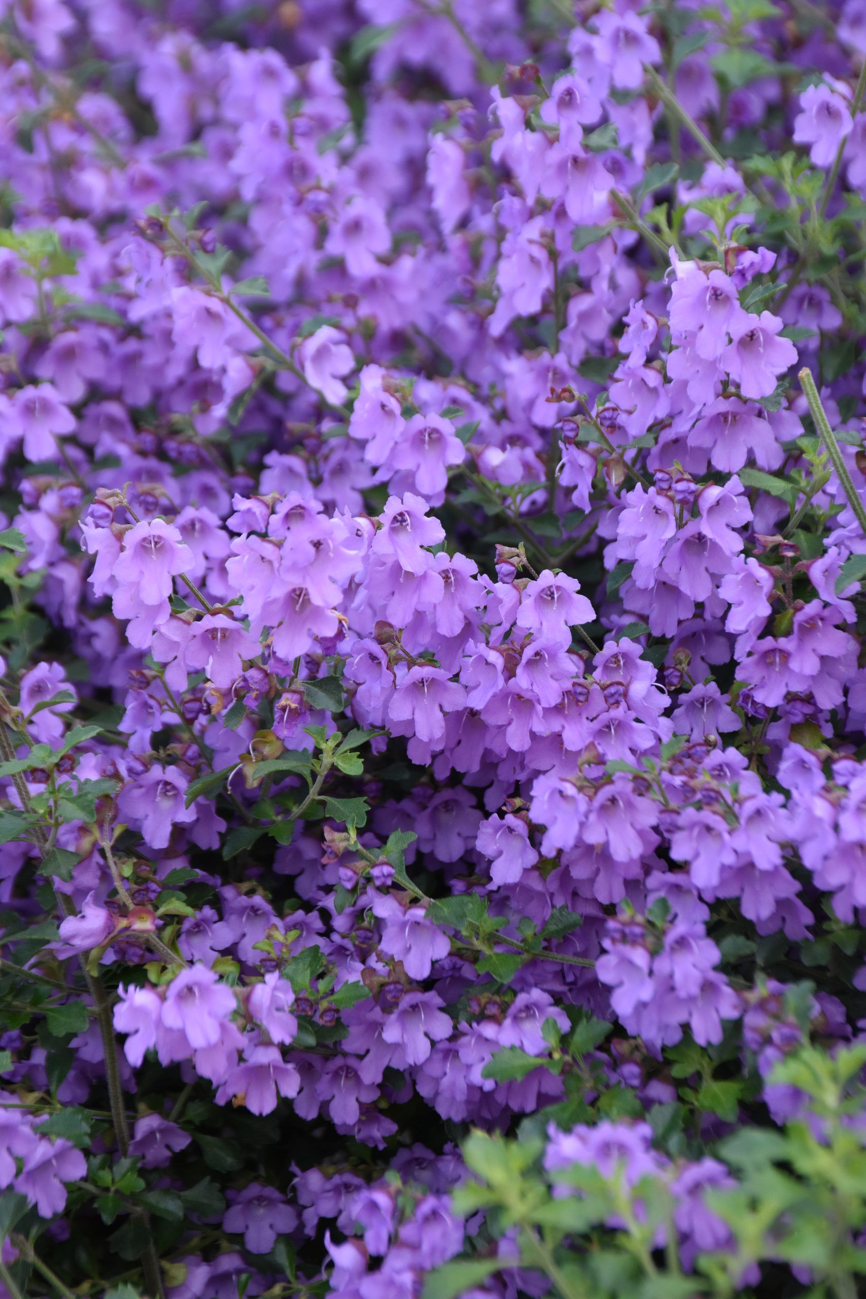 Prostanthera ‘Minty’