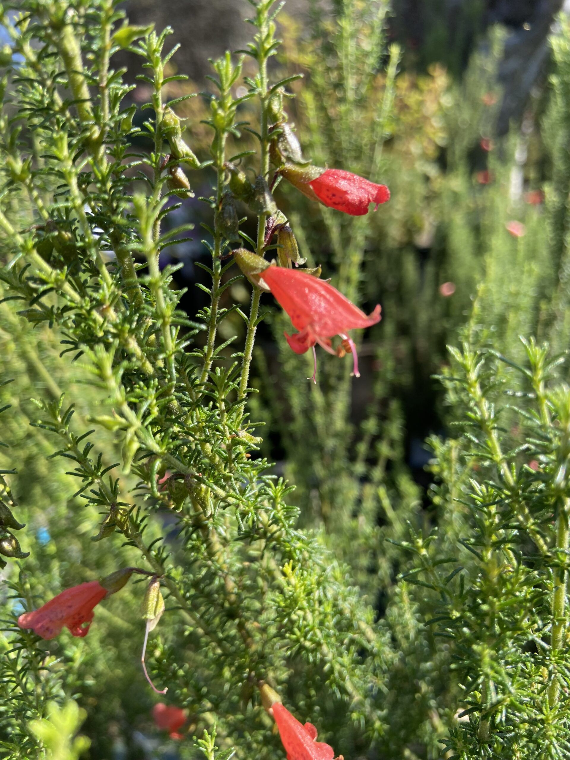 Prostanthera aspalathoides Scarlet Mint Bush with aromatic foliage and purple flowers at Kuranga Native Nursery