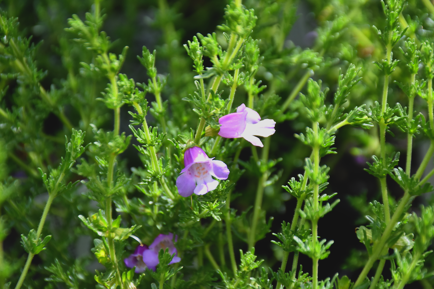 Prostanthera cryptandroides ‘Wollemi Mint-Bush’