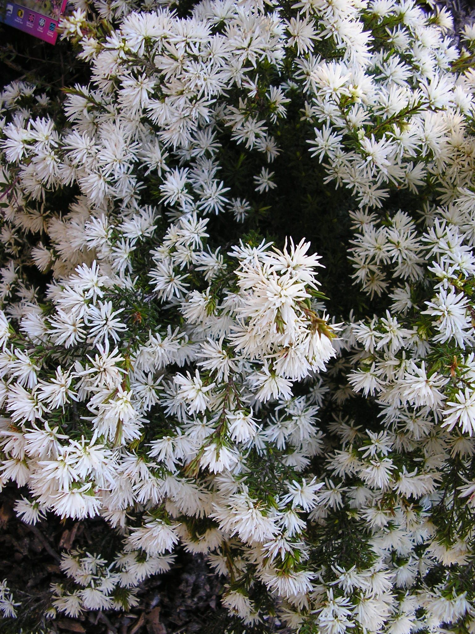 Pseudanthus pimeleoides