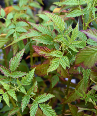 Rubus rosifolius ‘Roseleaf Raspberry’