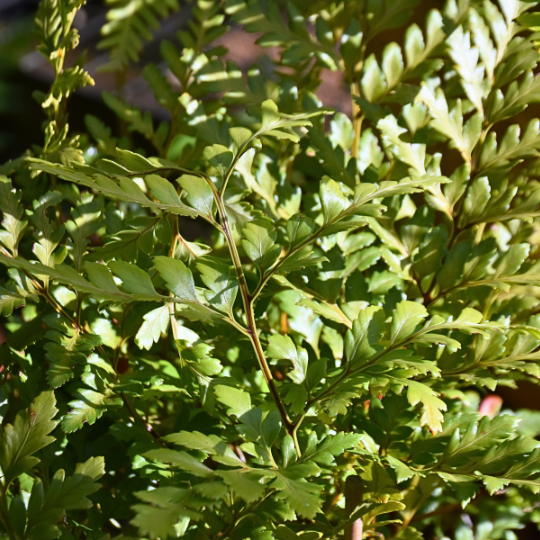 Rumohra adiantiformis ‘Leathery Shield Fern’