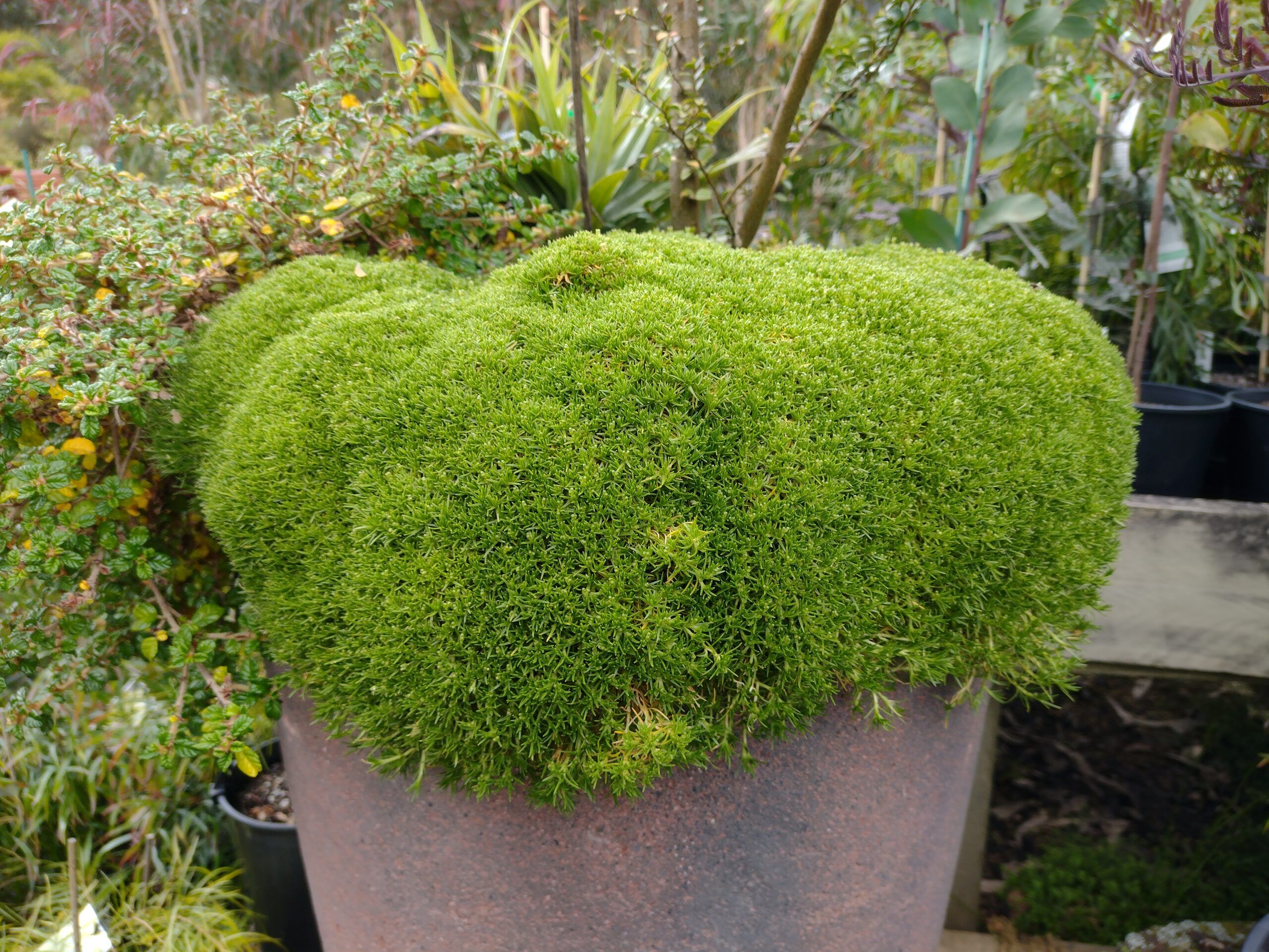 Scleranthus biflorus ‘Knawel’