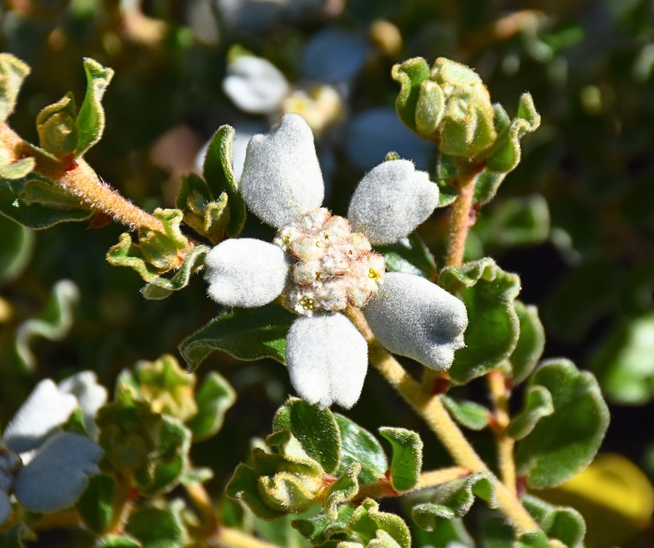 Spyridium coactifolium Butterfly Spyridium with white butterfly-like bracts and furry leaves at Kuranga Native Nursery