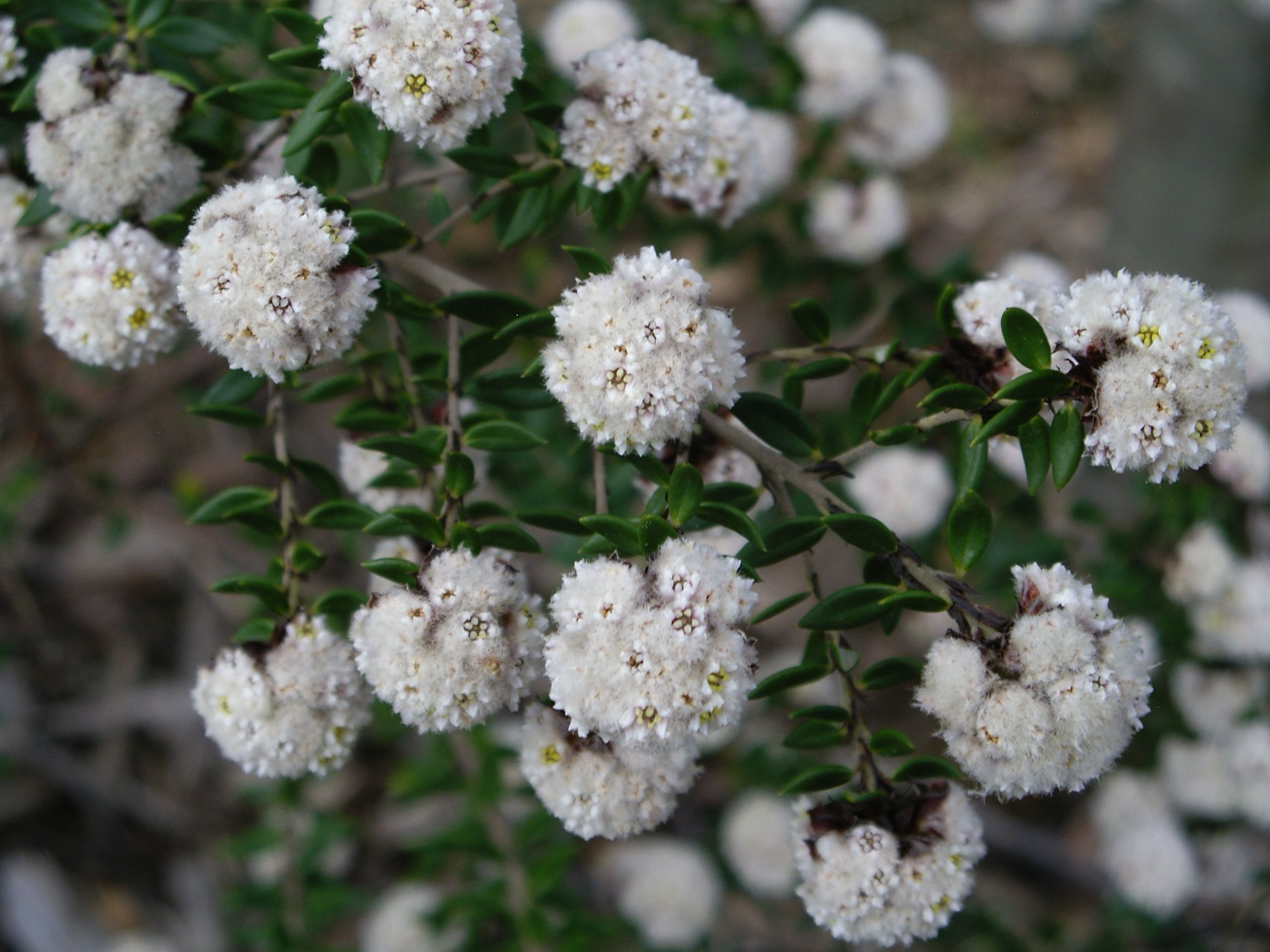 Stenanthemum scortechinii White Stars with small white star flowers and compact form at Kuranga Native Nursery