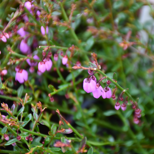 Tetratheca thymifolia ‘Pink Bells’