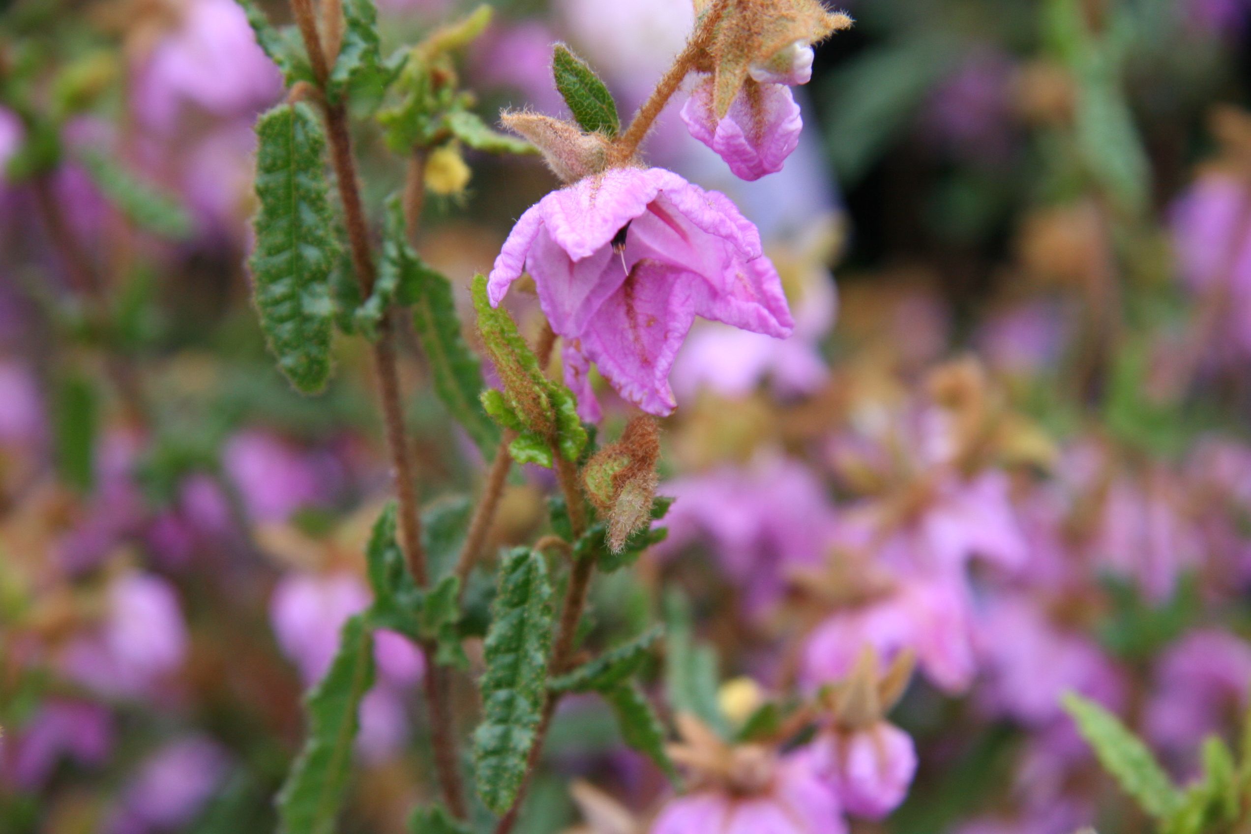 Thomasia grandiflora ‘Large-flowered Thomasia’