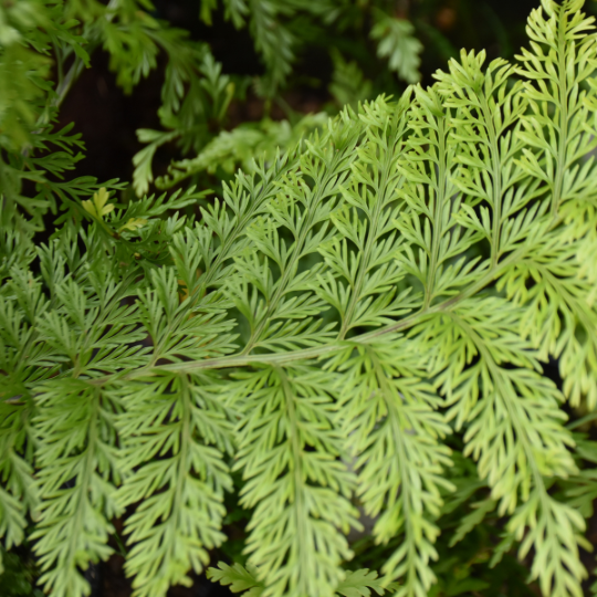 Ferns