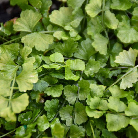 Asplenium Flabellifolium ‘Necklace Fern’