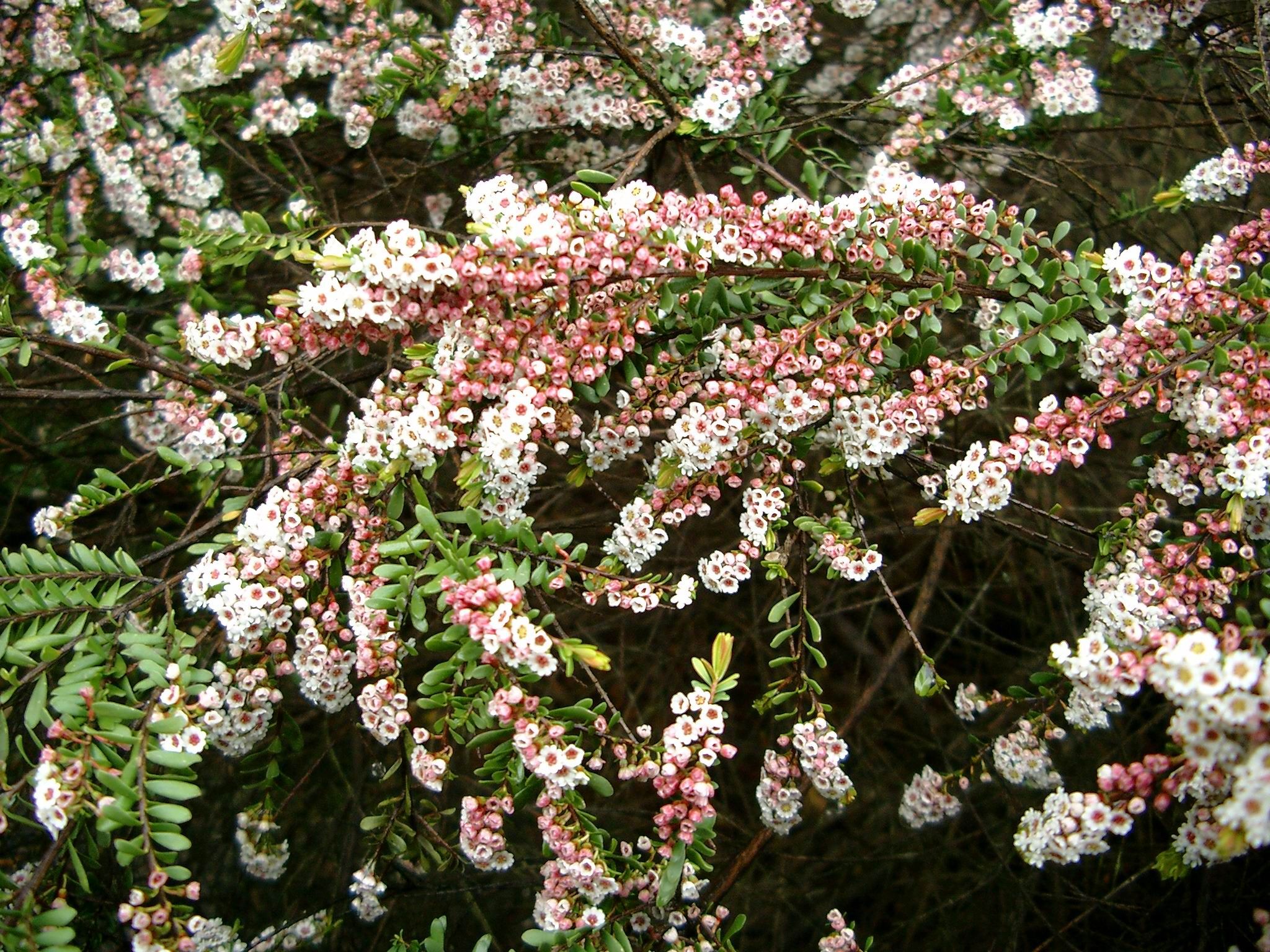 Thryptomene calycina Grampians Thryptomene with delicate pink star flowers and aromatic foliage at Kuranga Native Nursery