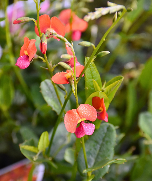 Chorizema cordatum ‘Heart-leaf Flame Pea’