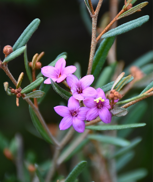 Phebalium nottii ‘Desert Phebalium’