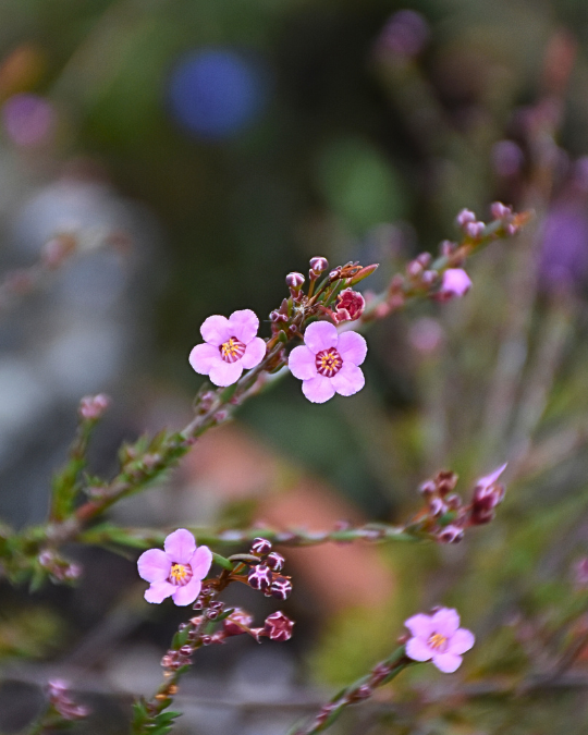 Euryomyrtus ramosissima ‘Mt Ida’