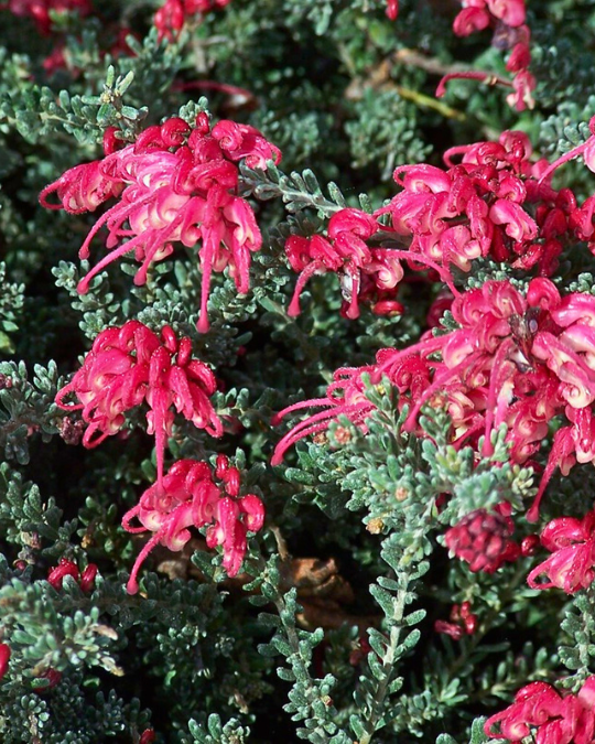 Grevillea lanigera ‘Winter Delight’