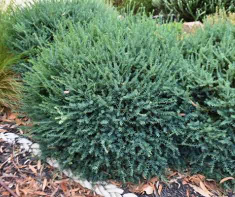 Podocarpus lawrencei ‘Mountain Plum Pine’