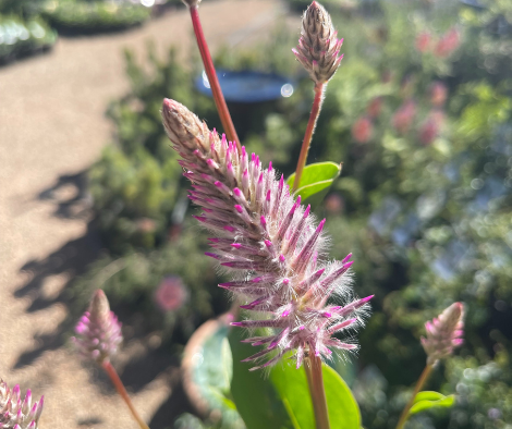 Ptilotus exaltatus ‘Matilda’