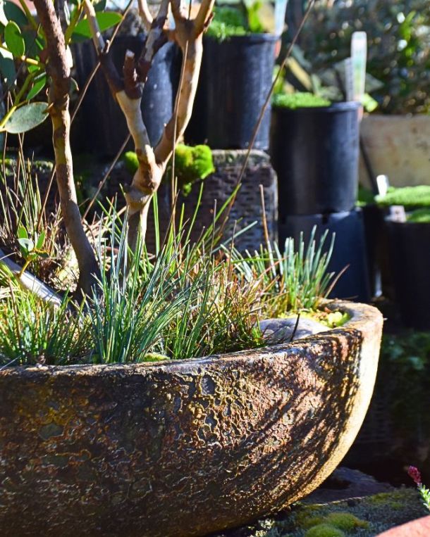 Container Native Plants Kuranga