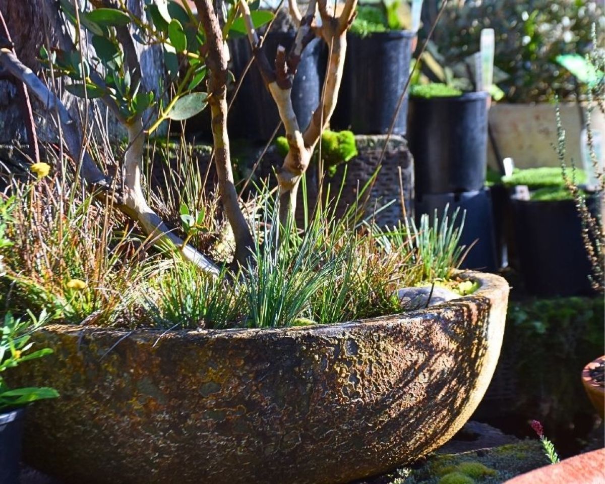Colourful Australian native plants thriving in various terracotta and ceramic containers, showcasing different textures and flowering species suitable for container gardening.