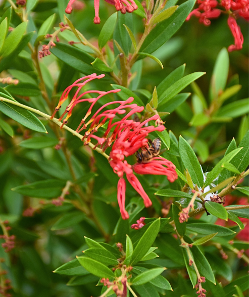 Grevillea ‘Lady O’
