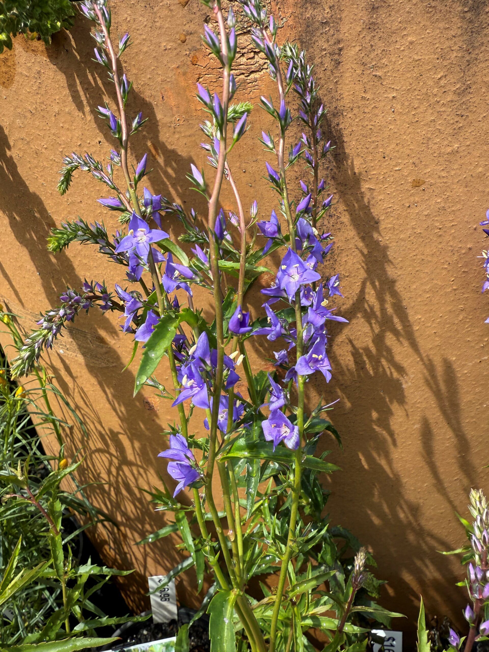 Veronica ‘Monty’s Blue’