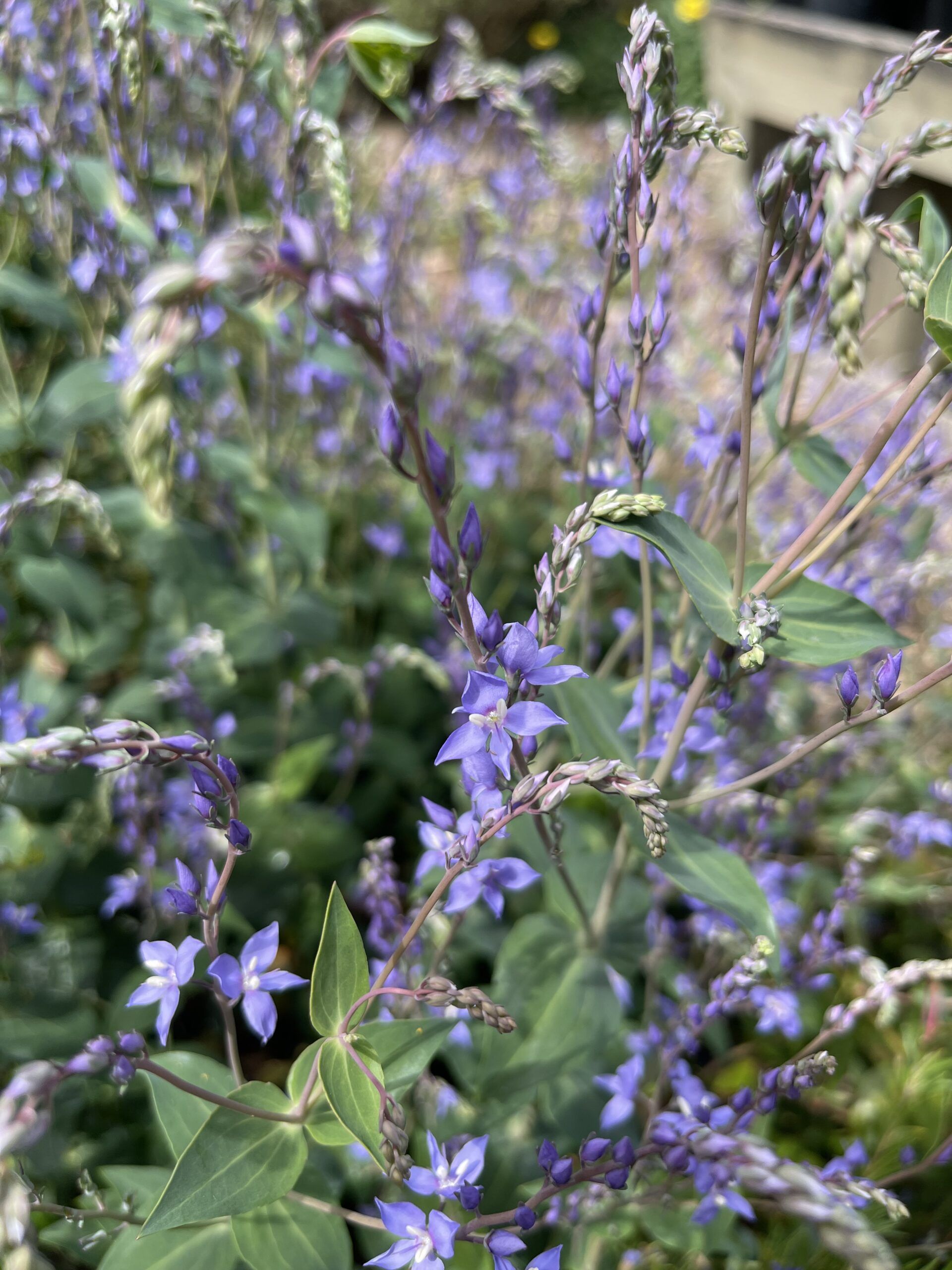 Veronica perfoliata ‘Digger’s Speedwell’