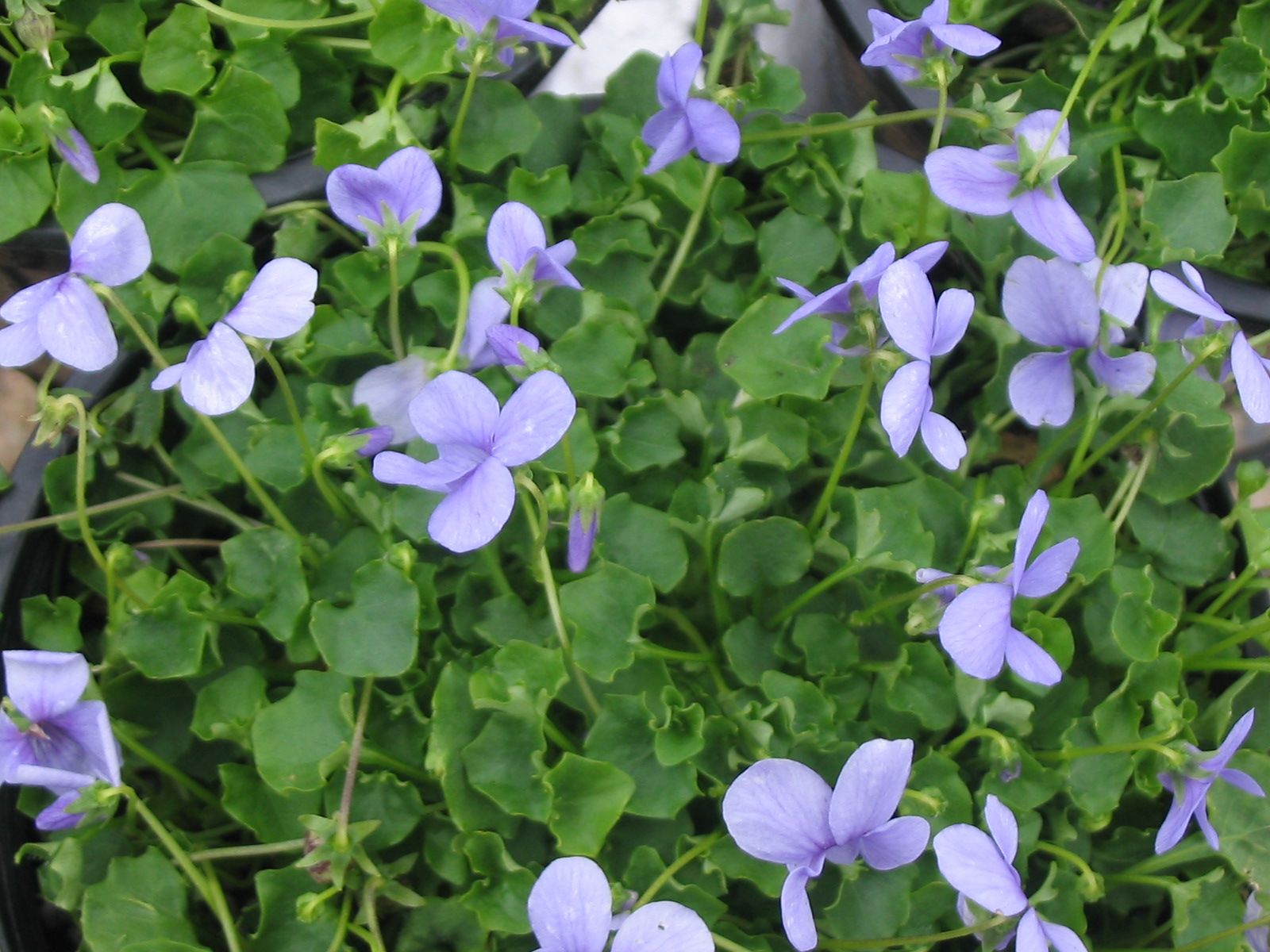 Viola hederacea ‘Native Violet’
