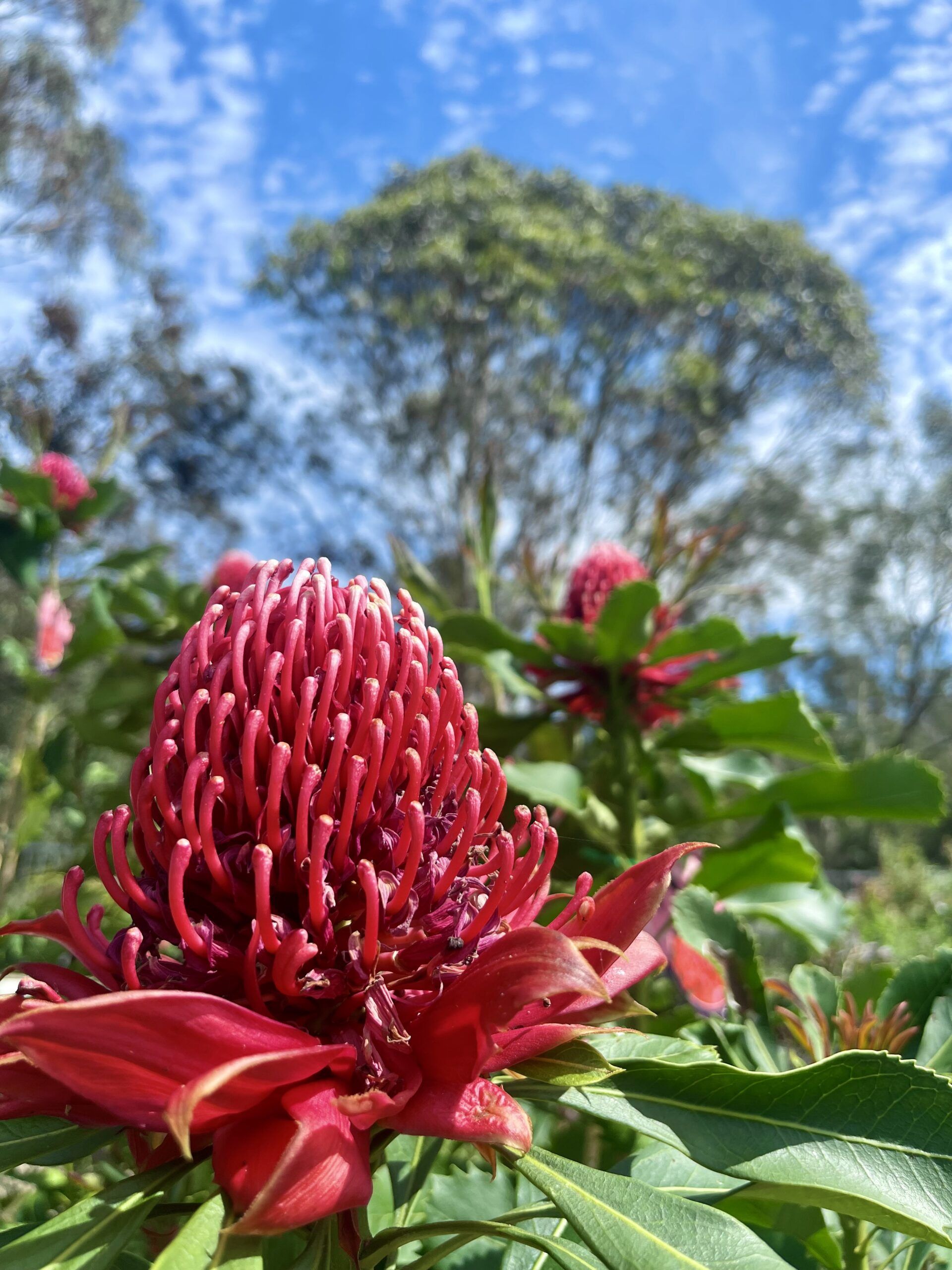 Telopea speciosissima NSW Waratah with iconic red waratah flowers and distinctive foliage at Kuranga Native Nursery