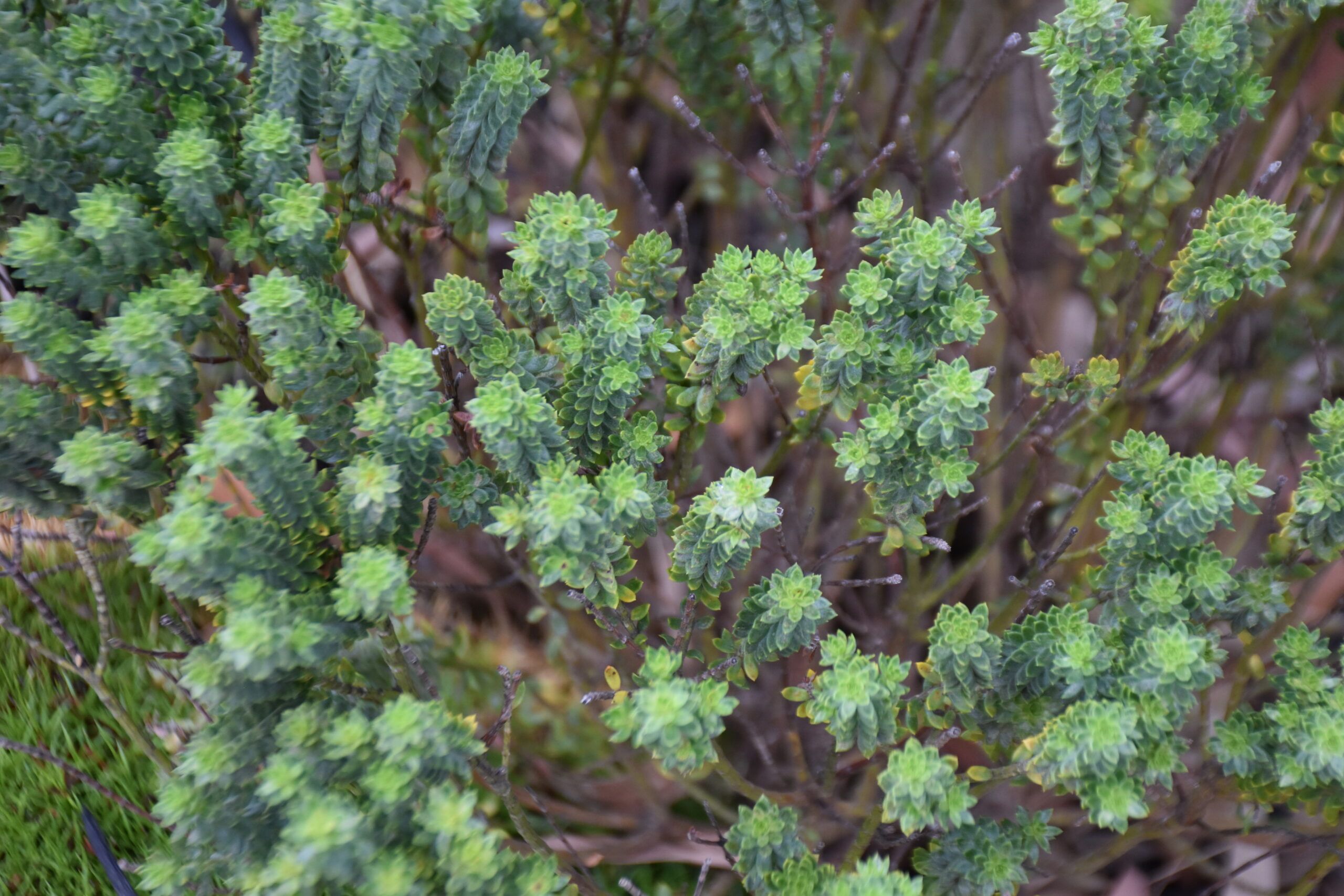 Westringia ‘Grey Box’