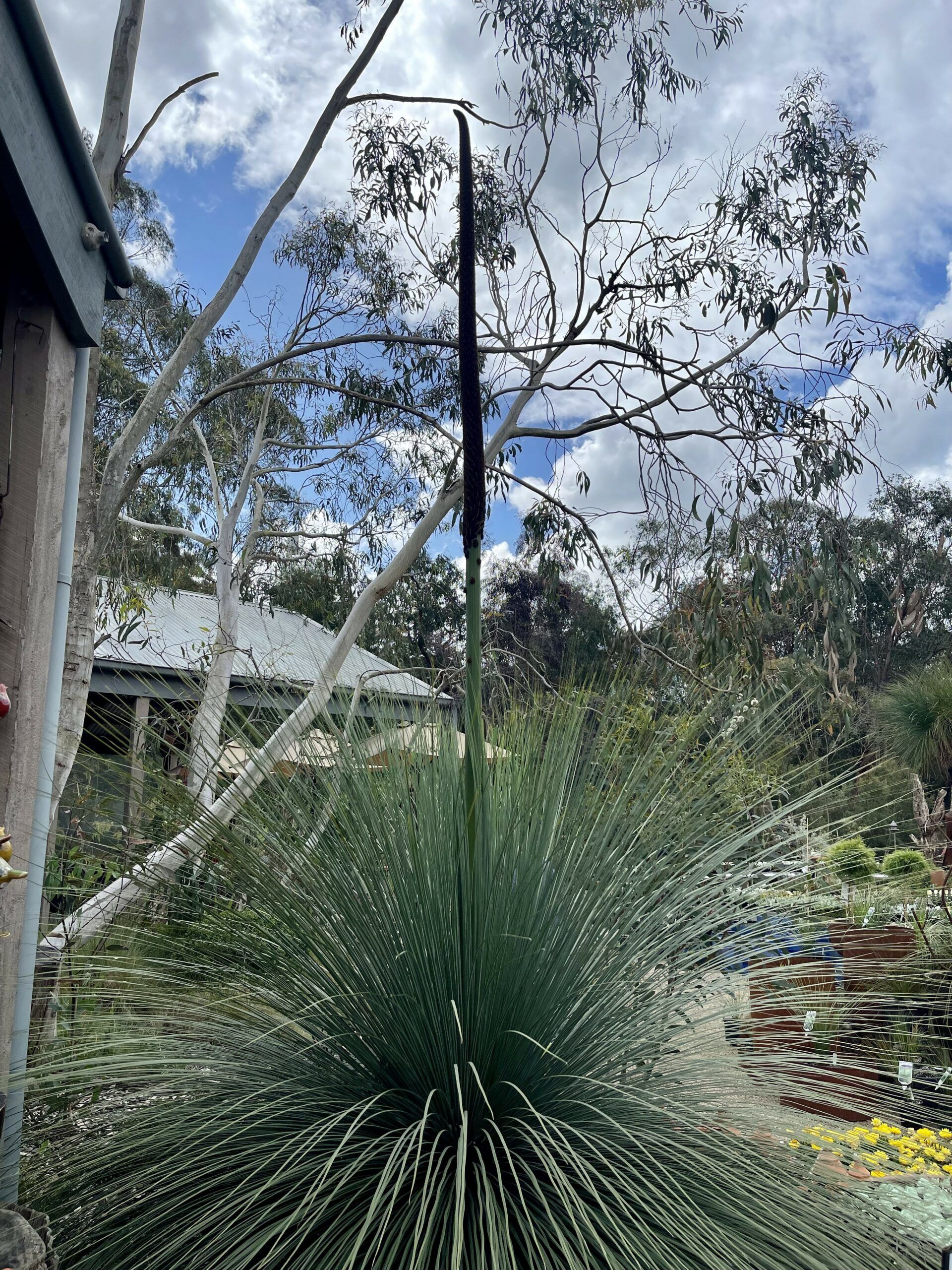 Xanthorrhoea Supergrass with dramatic grass tree form and iconic flower spikes at Kuranga Native Nursery
