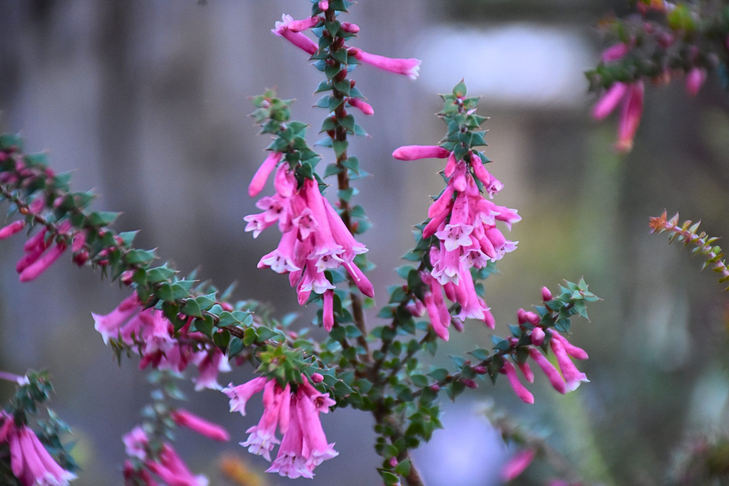 Epacris impressa Common Heath with stunning pink tubular flowers at Kuranga Native Nursery