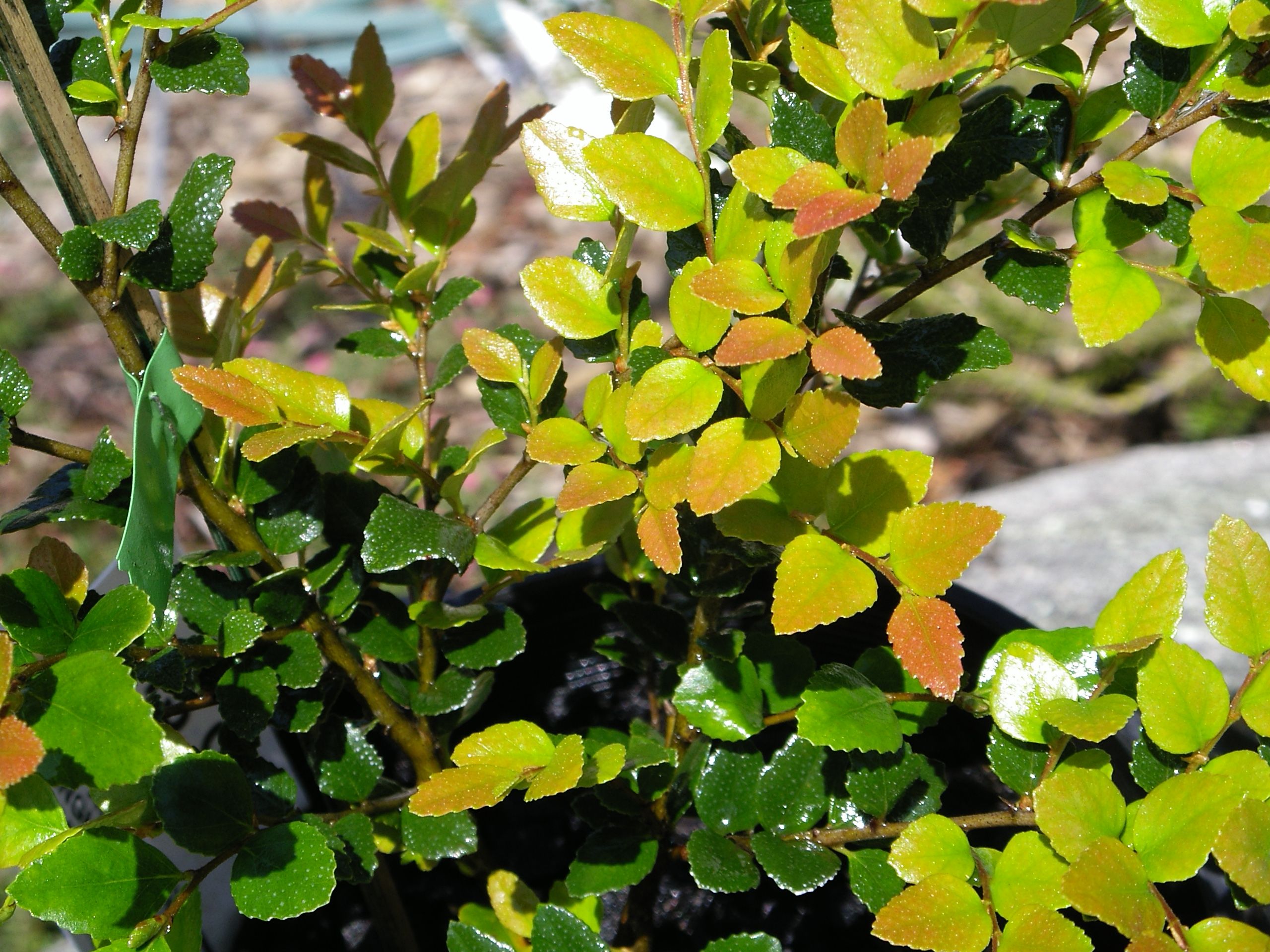 Nothofagus cunninghamii Myrtle Beech with distinctive small leaves for cool climate at Kuranga Native Nursery