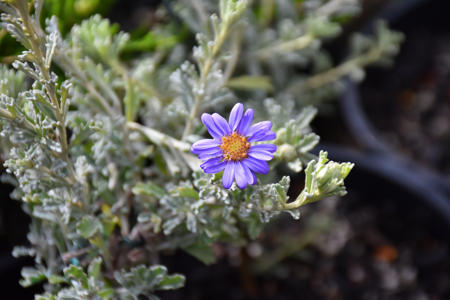 Olearia astroloba ‘Star-lobed Daisy Bush’