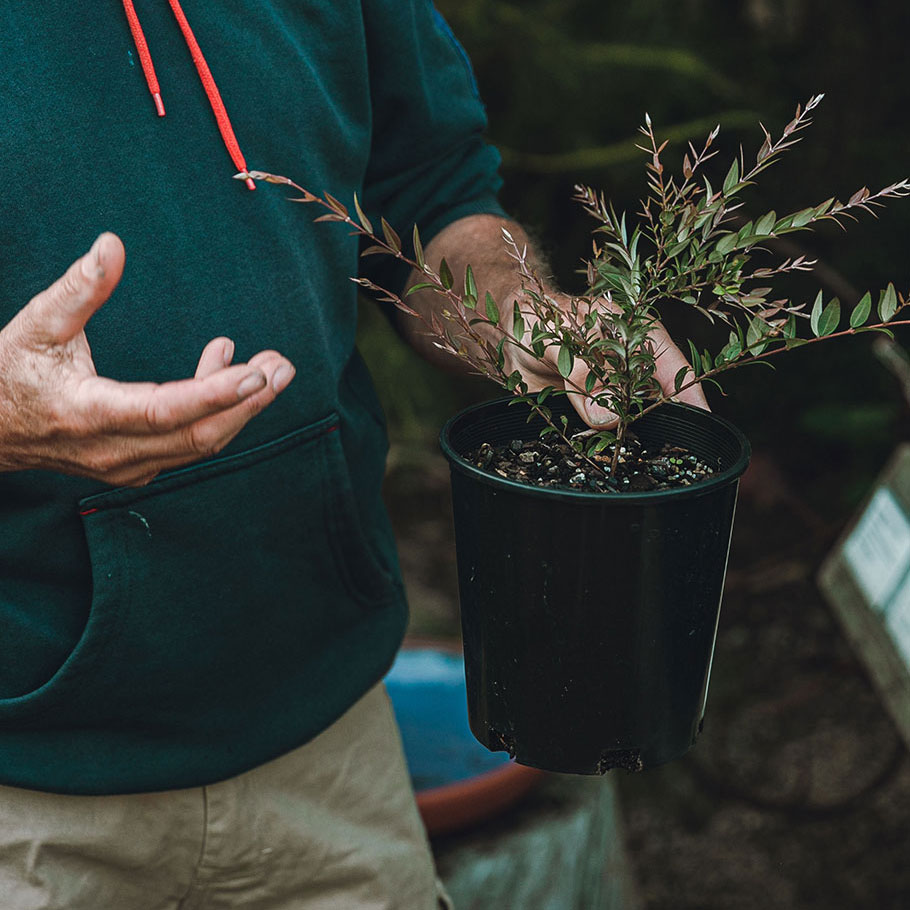 Native Nursery Kuranga Native Nursery