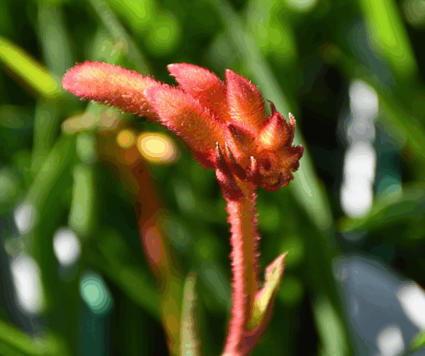 Anigozanthos hybrid Kangeroo Paw'