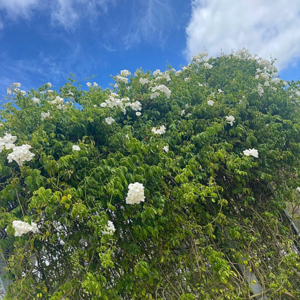 Pandorea jasminoides ‘Lady Di’
