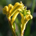 Anigozanthos hybrid Kangeroo Paw'