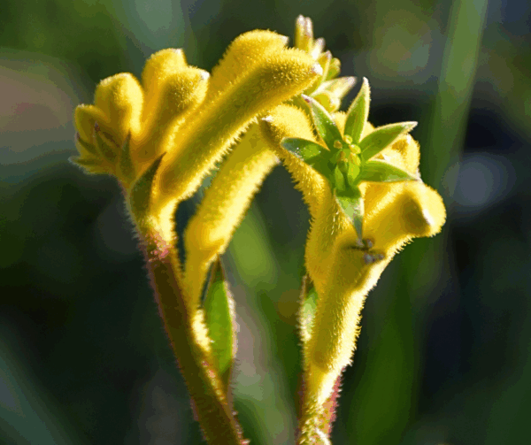 Anigozanthos hybrid Kangeroo Paw'