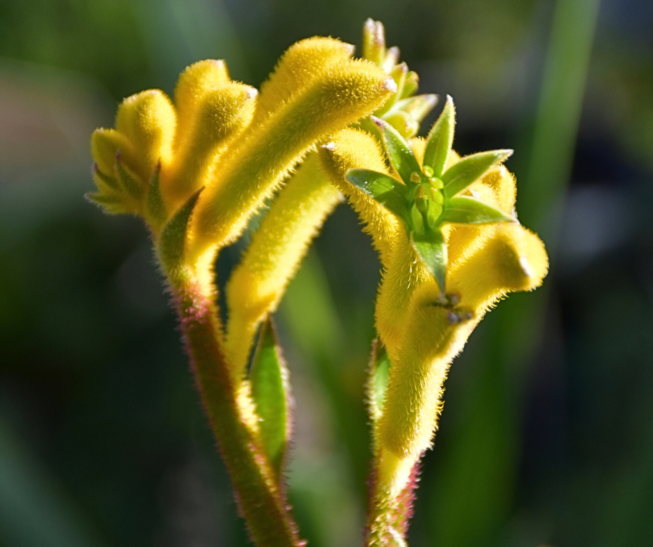 Anigozanthos hybrid Kangeroo Paw'