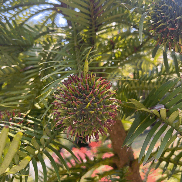 Wollemi Pine Nobilis with distinctive bubbly bark and ancient conifer foliage at Kuranga Native Nursery