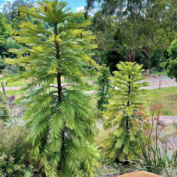 Wollemia nobilis ‘Wollemi Pine’
