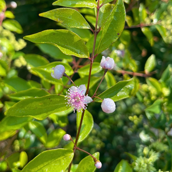 Archirhodomyrtus beckleri ‘Rose Myrtle’
